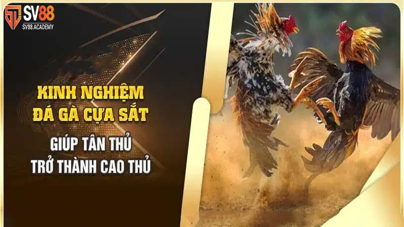 Bí quyết đặt cược đá gà cựa sắt tại Sv88