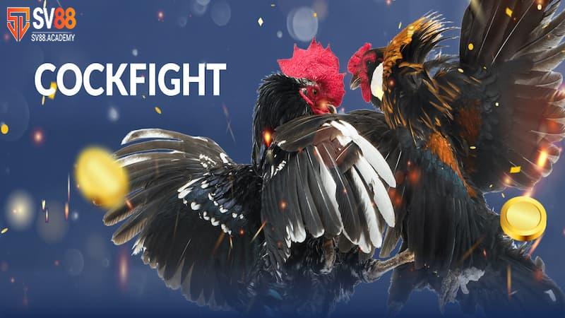 Tìm hiểu về cựa gà đá và những loại cựa nổi bật nhất 8 Cựa gà đá