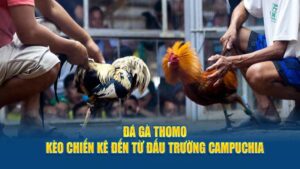 Tìm Hiểu Về Luật Đá Gà Thomo Và Nguyên Tắc Vàng 15 Đá Gà Thomo