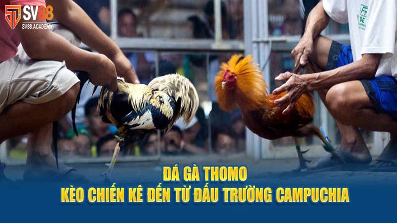 Tìm Hiểu Về Luật Đá Gà Thomo Và Nguyên Tắc Vàng 10 Đá Gà Thomo
