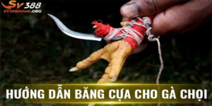 Phương pháp băng cựa gà để chiến kê luôn giành chiến thắng 9 Hướng dẫn băng cựa gà cho chiến kê