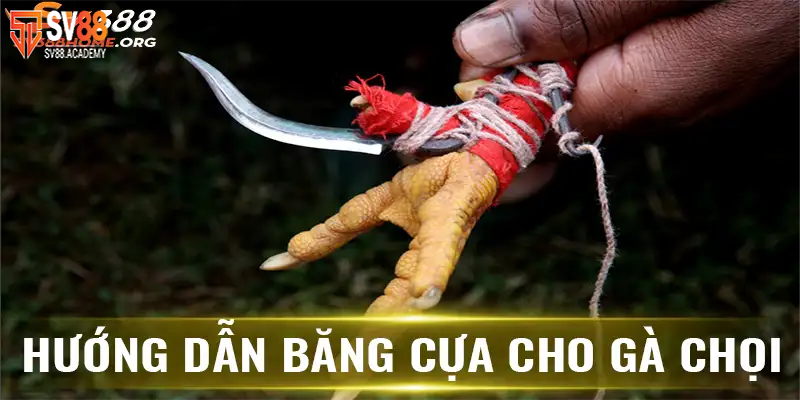 Phương pháp băng cựa gà để chiến kê luôn giành chiến thắng 7 Hướng dẫn băng cựa gà cho chiến kê