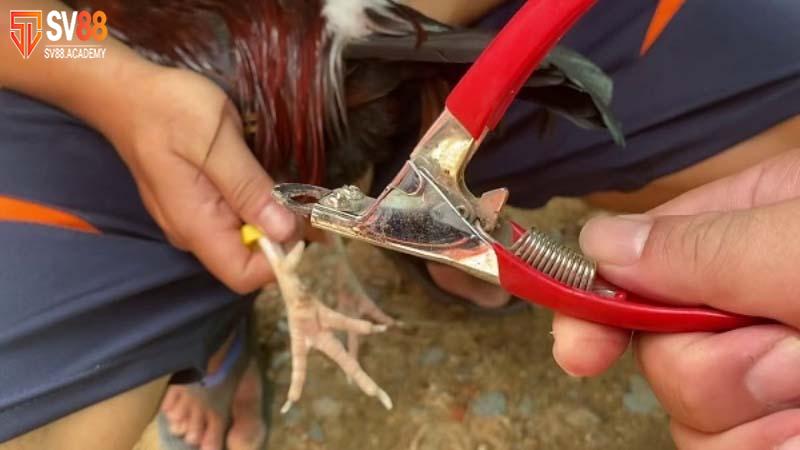 Kỹ thuật cắt cựa gà đá chính xác