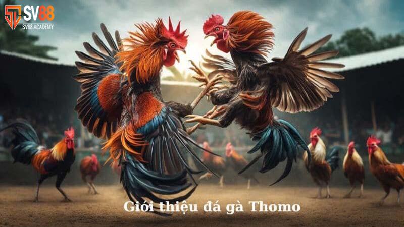 Quy Tắc Chơi Đá Gà Thomo