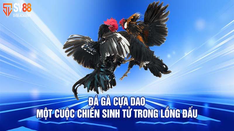 Tham gia đặt cược đá gà cựa dao